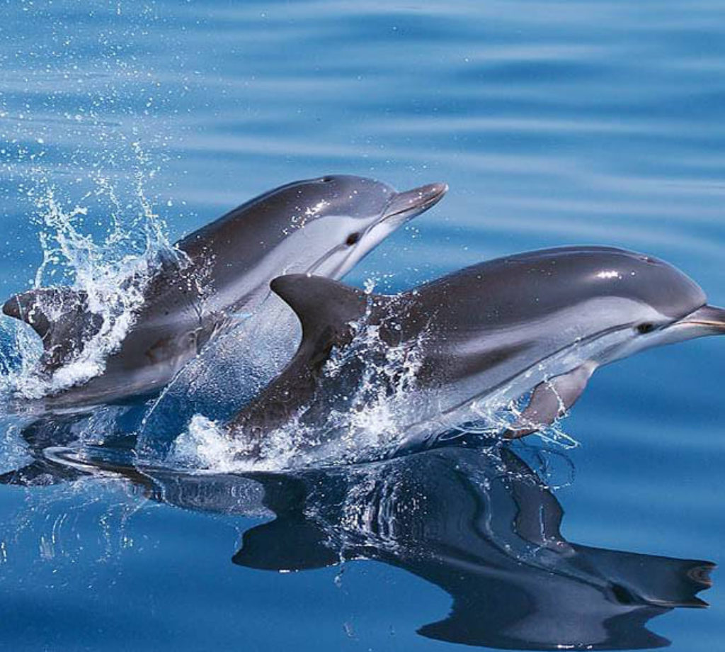 60c2709a1b416436365124