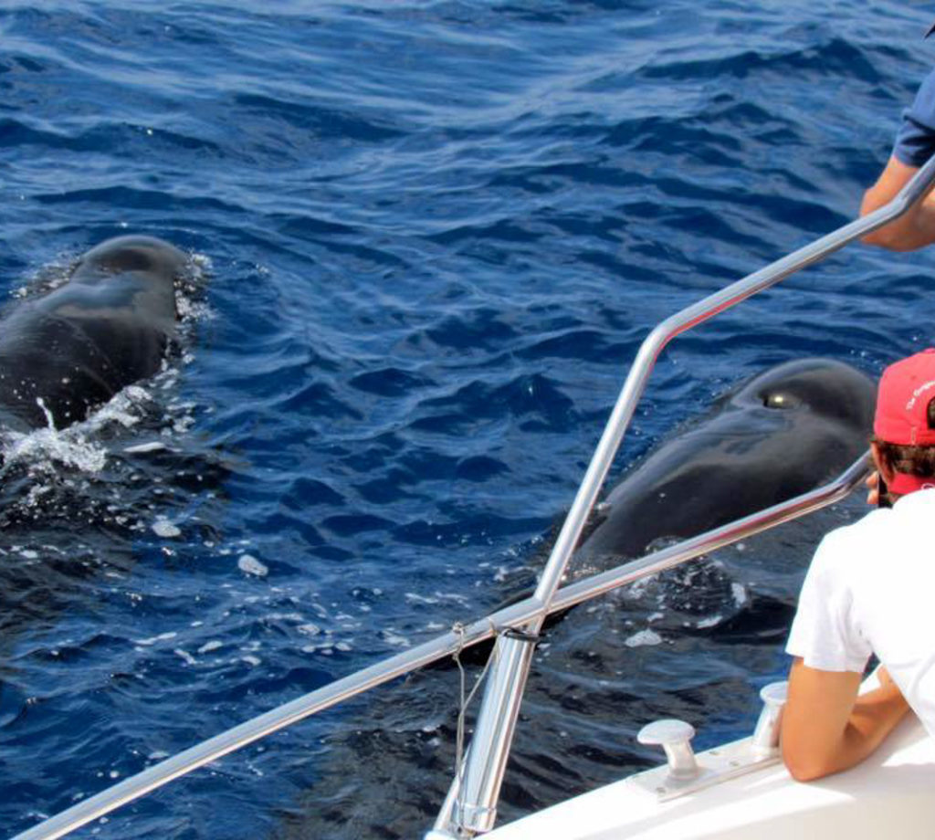 6172862fd1d99164237620